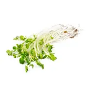 Brote cilantro